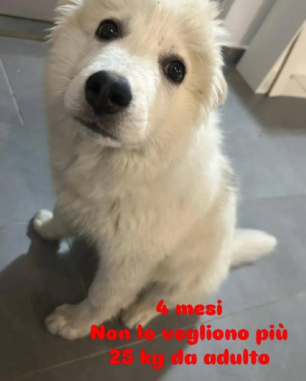 4Mesi Milano Non Lo Vogliono Più! Urgenteee